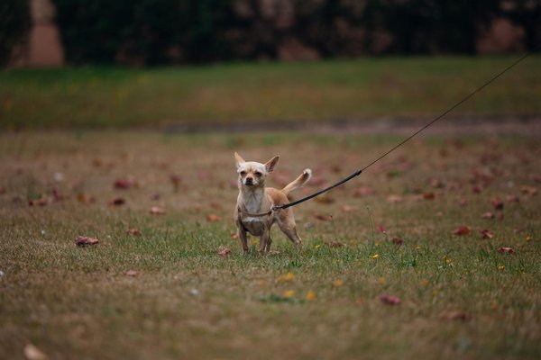 Comment faciliter l'acclimatation d'un chat de race Korat dans un climat tropical ?