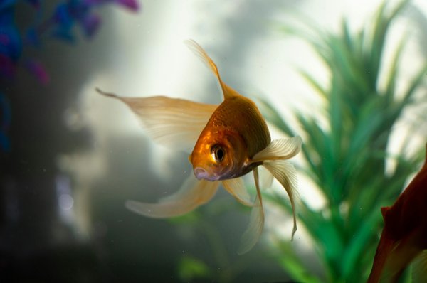 Comment nourrir son poisson rouge : conseils pratiques et essentiels